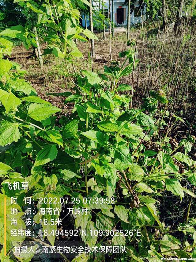 飞机草