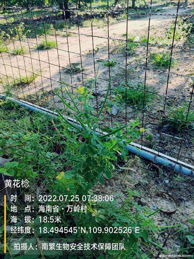 黄花棯