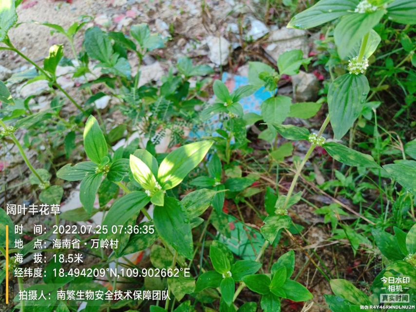 阔叶丰花草