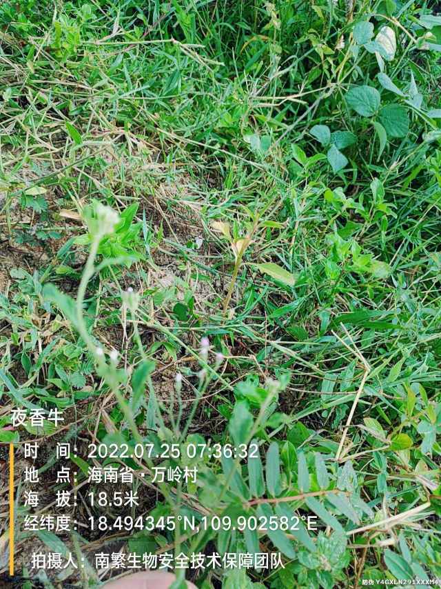 夜香牛