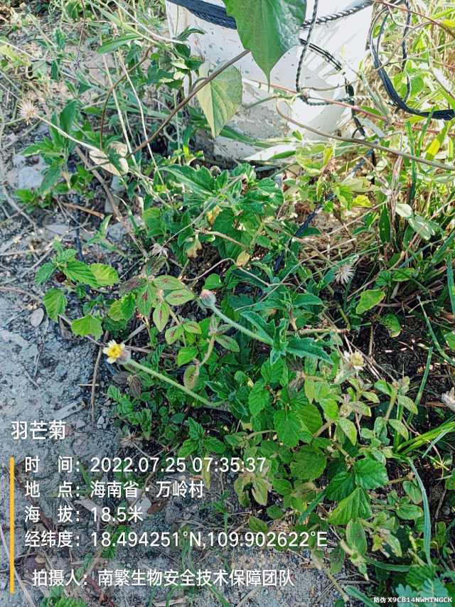 羽芒菊
