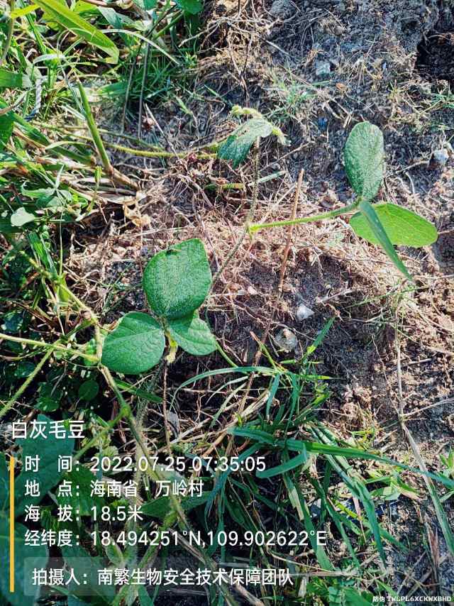 白灰毛豆