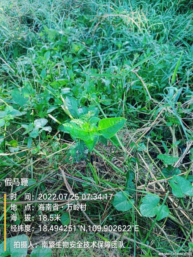 假马鞭