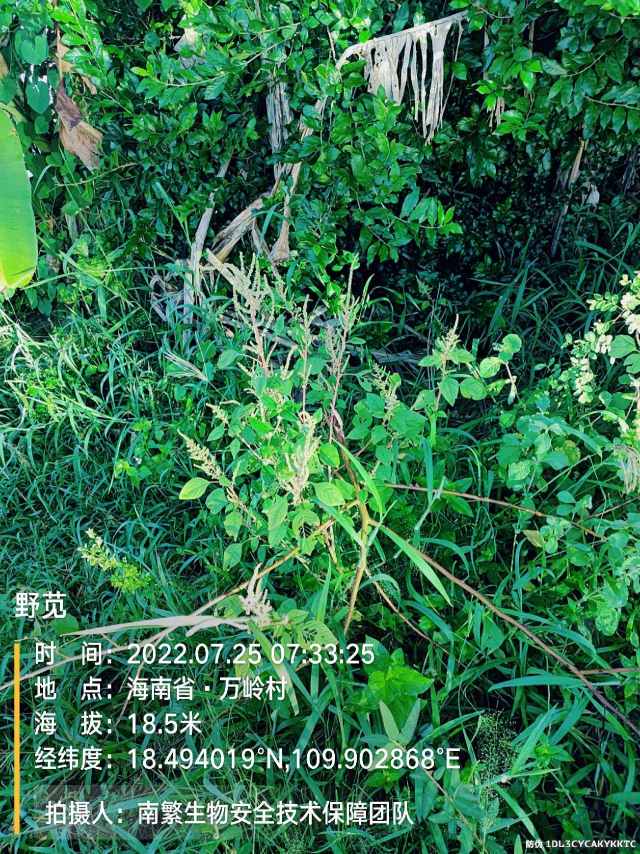 野苋