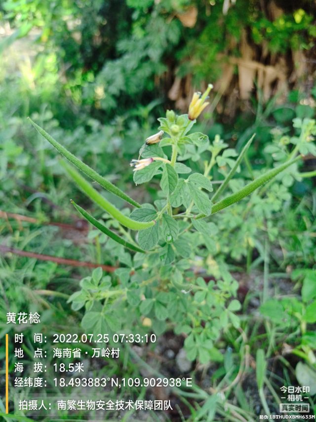 黄花棯