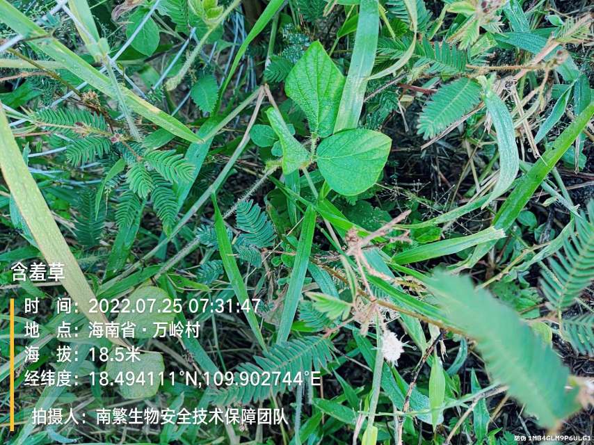 含羞草
