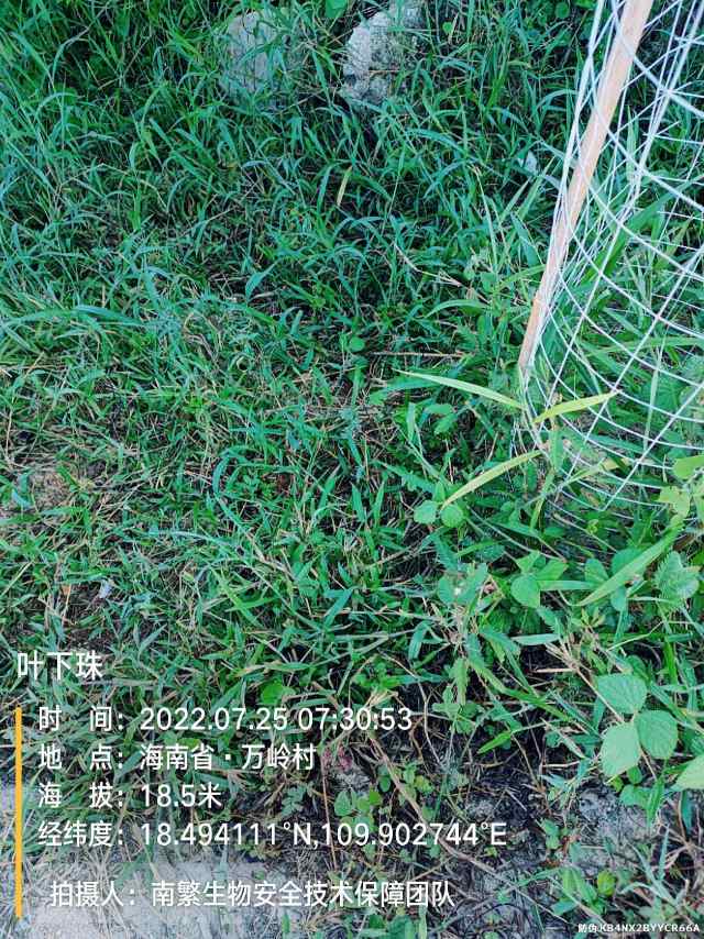 叶下珠