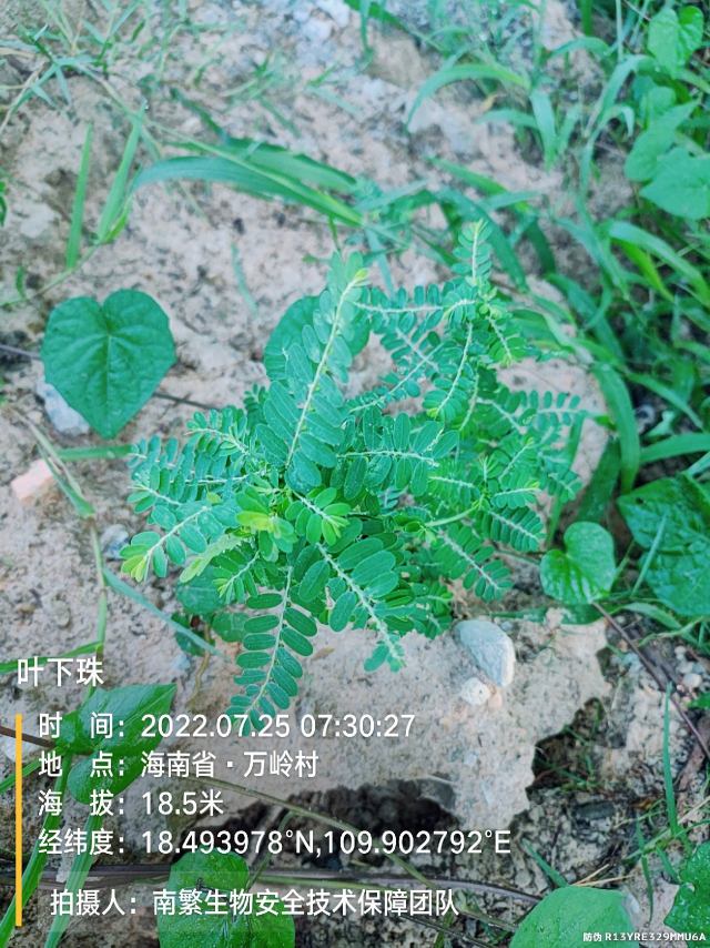 叶下珠