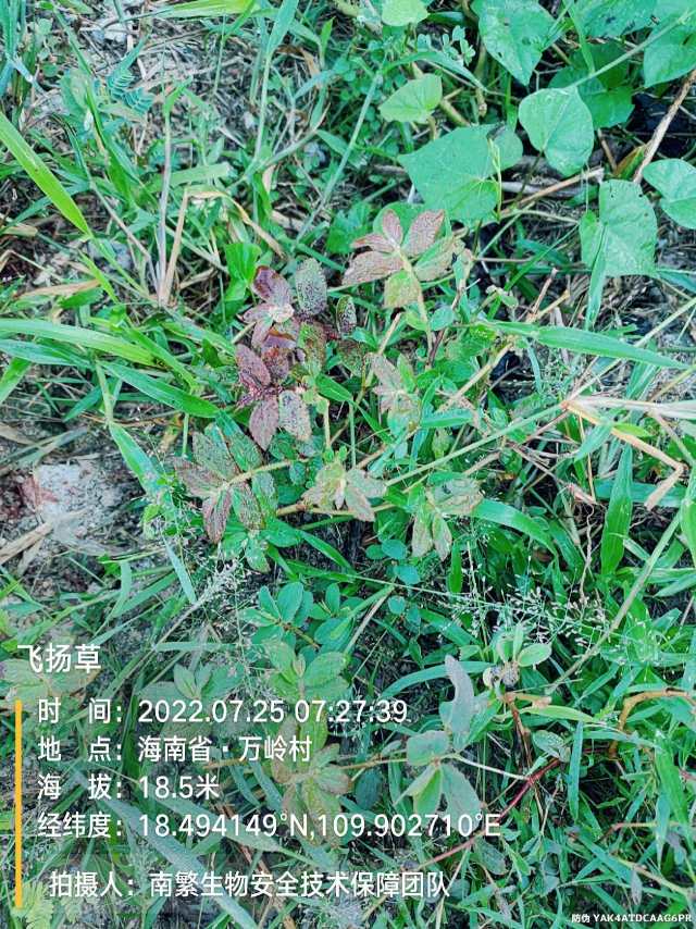 飞扬草