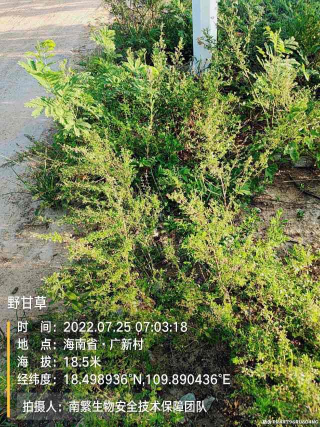 野甘草