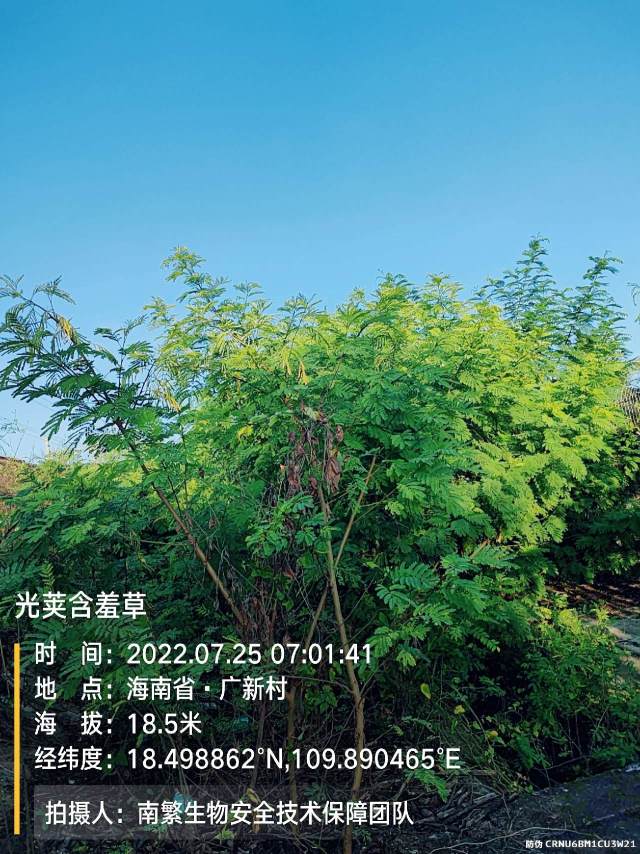 光荚含羞草