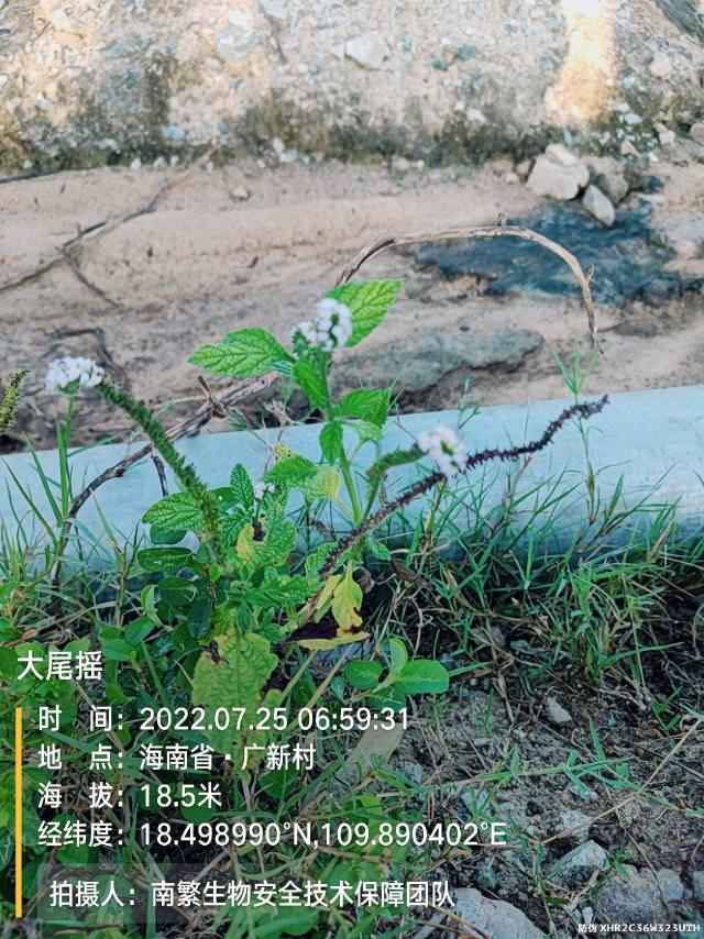 大尾摇