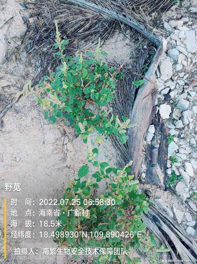 野苋