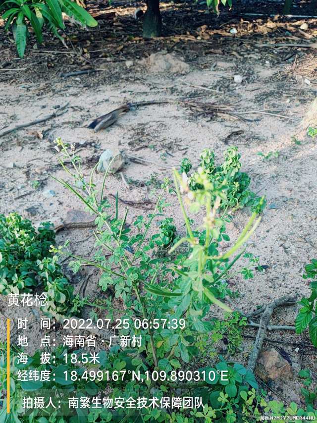 黄花棯