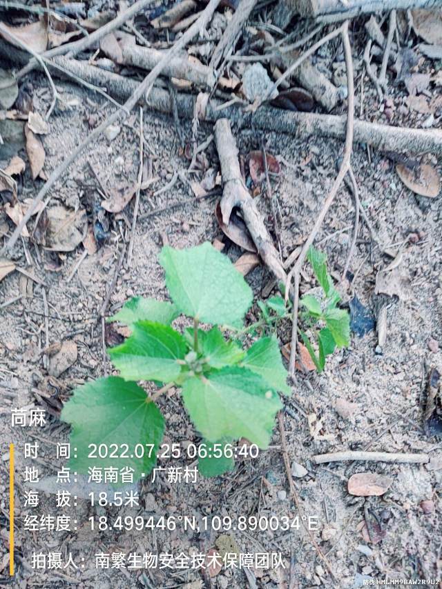 苘麻
