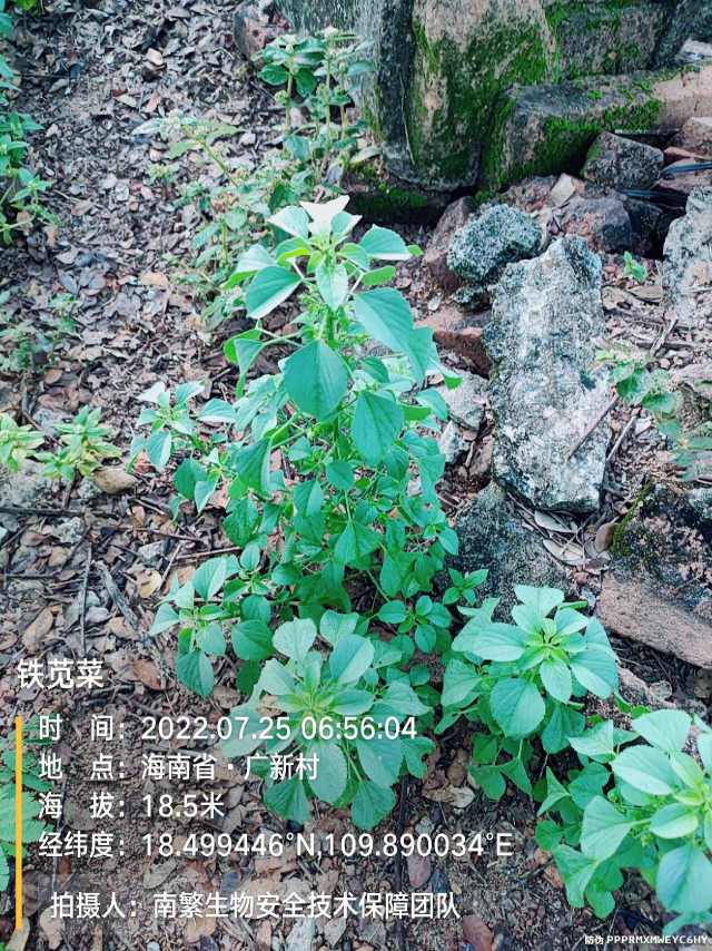 铁苋菜