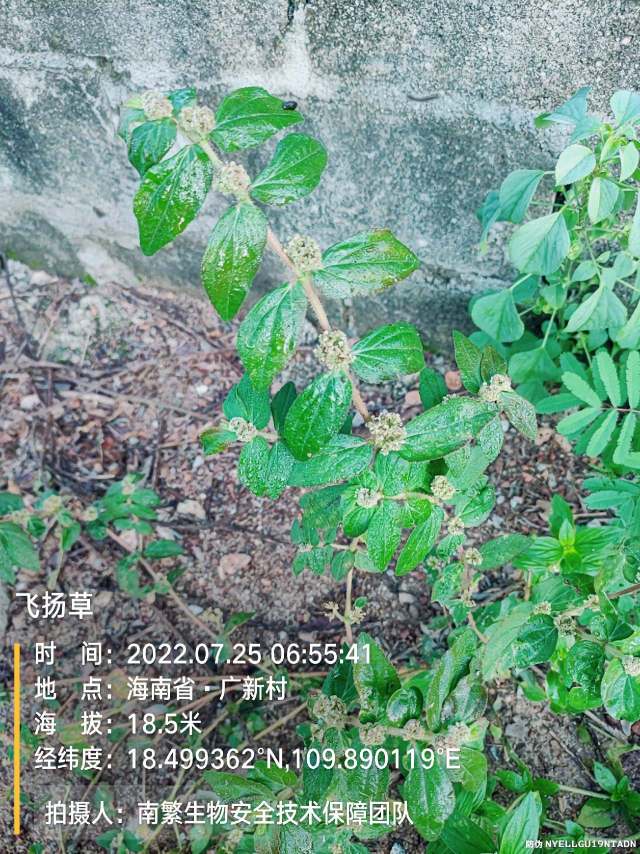 飞扬草
