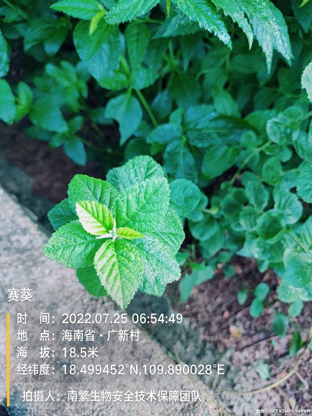 赛葵