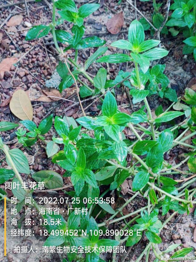阔叶丰花草