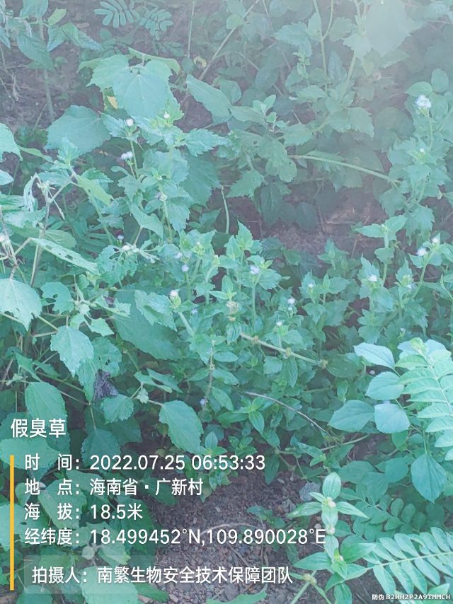 假臭草