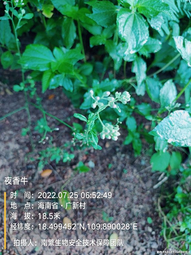 夜香牛