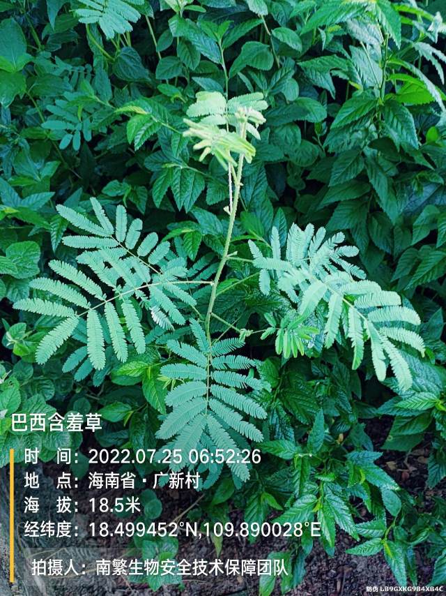 巴西含羞草