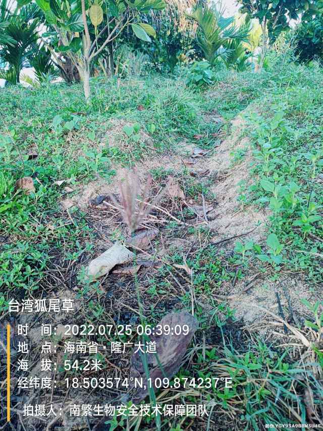 台湾狐尾草