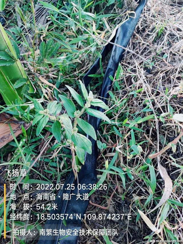 飞扬草