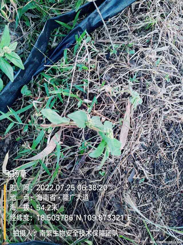 飞扬草