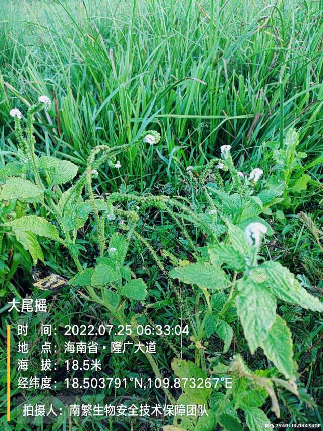 大尾摇