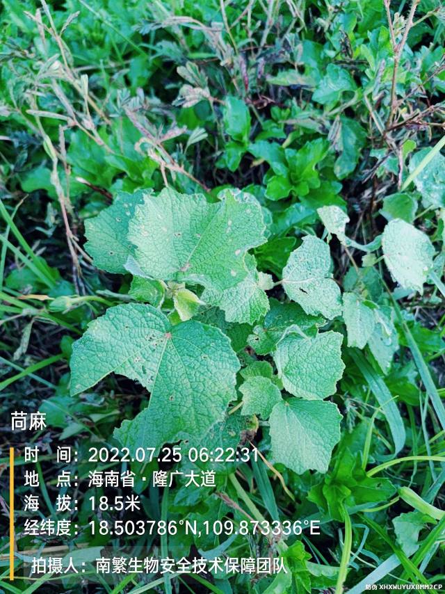 苘麻