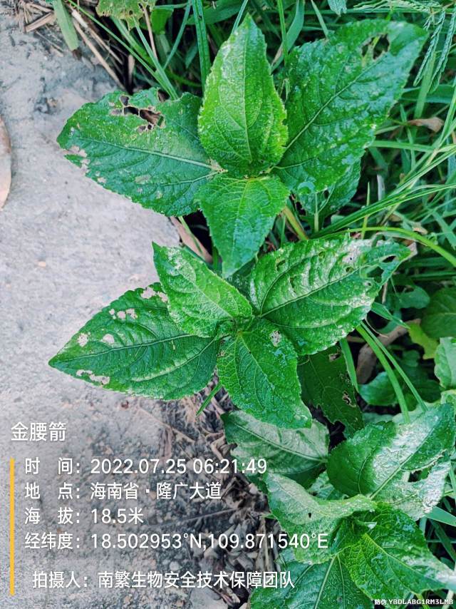 金腰箭