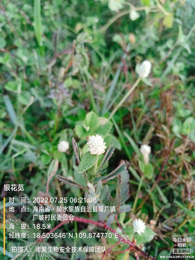 银花苋