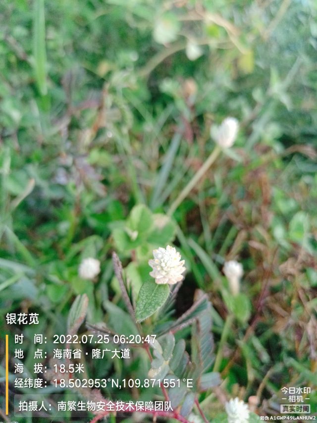 银花苋