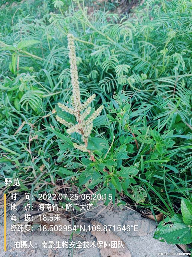 野苋