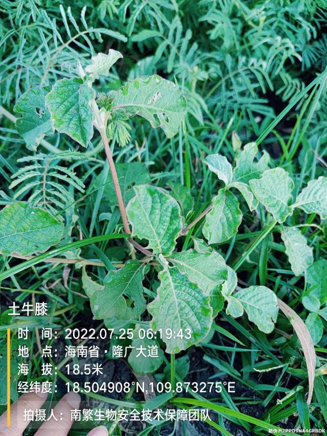 土牛膝