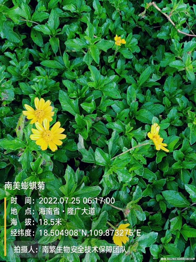 南美蟛蜞菊
