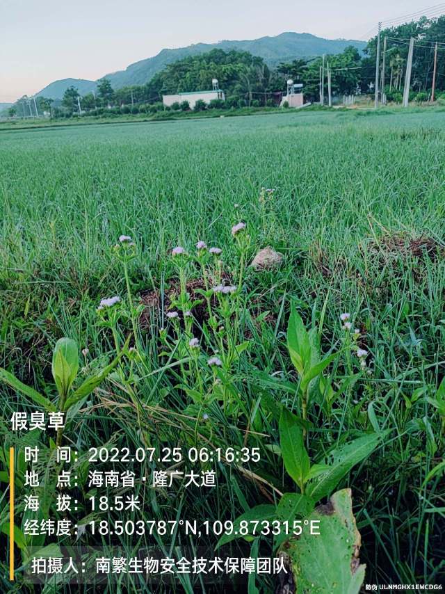 假臭草