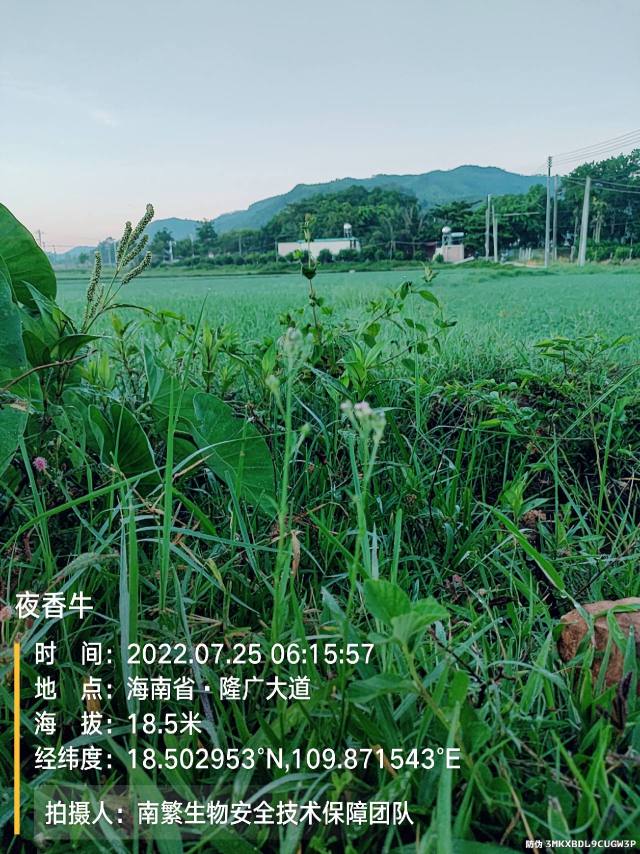 夜香牛