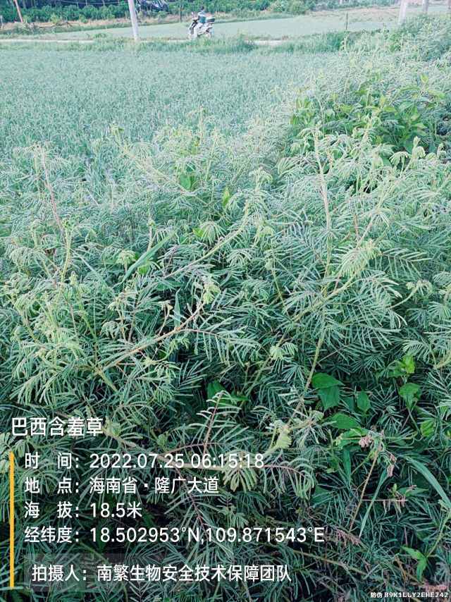 巴西含羞草