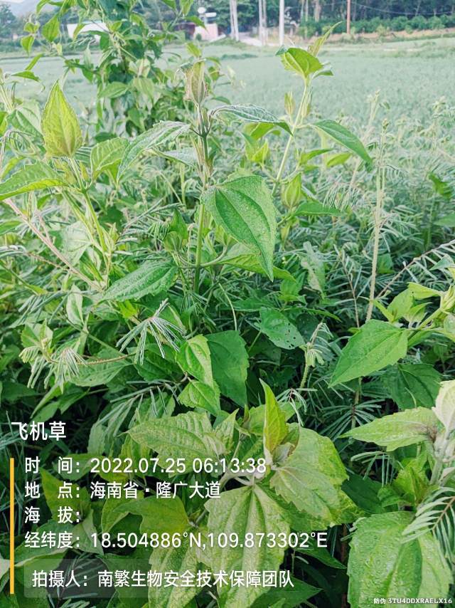 飞机草