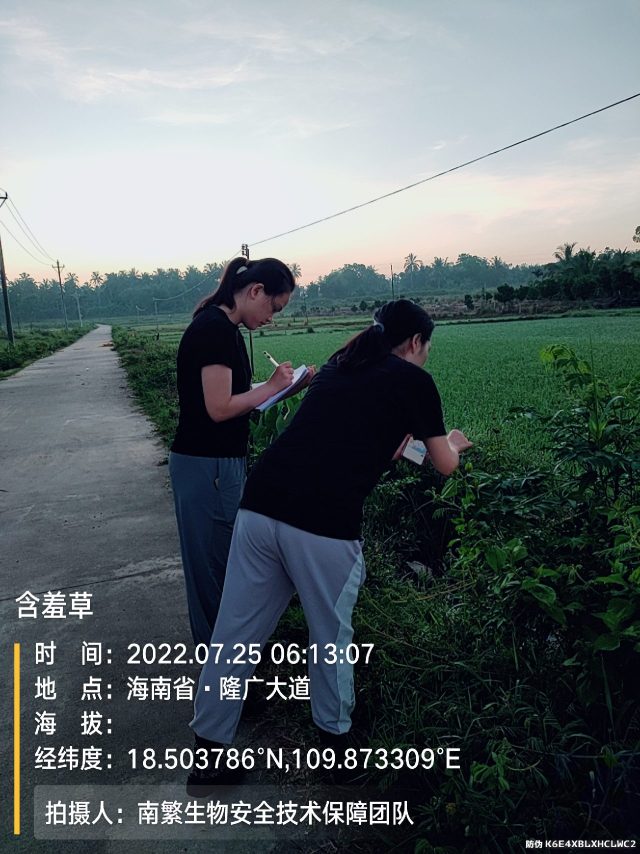 含羞草