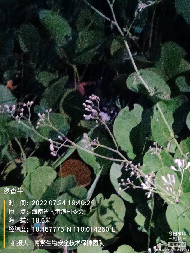 夜香牛