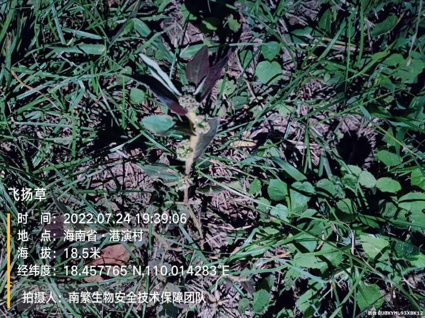 飞扬草