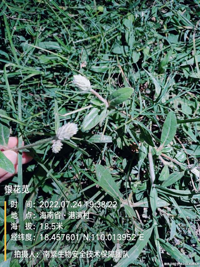 银花苋
