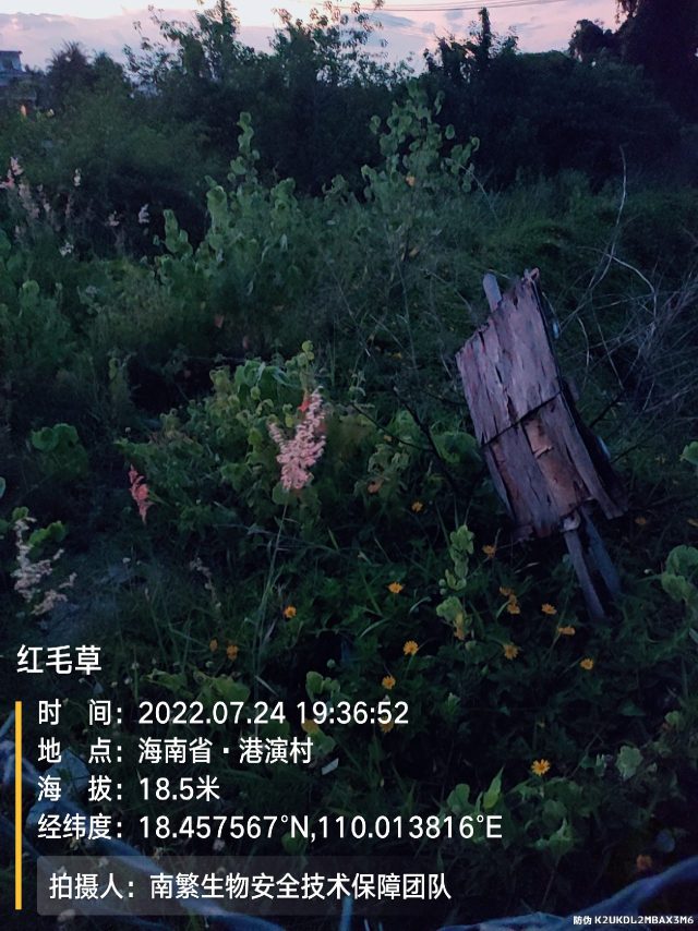红毛草