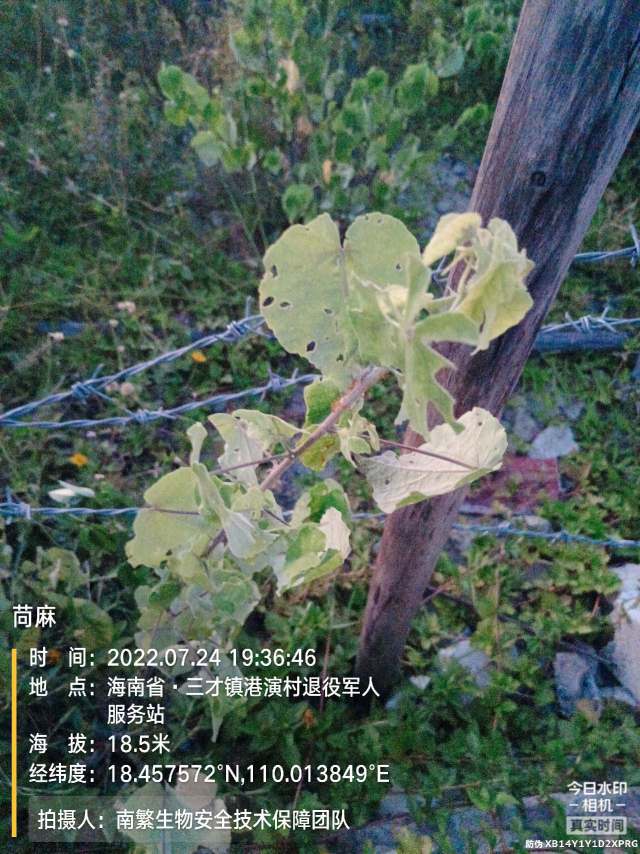 苘麻
