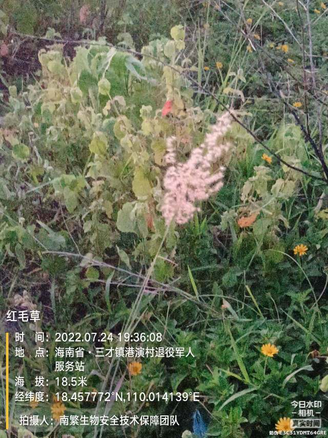 红毛草