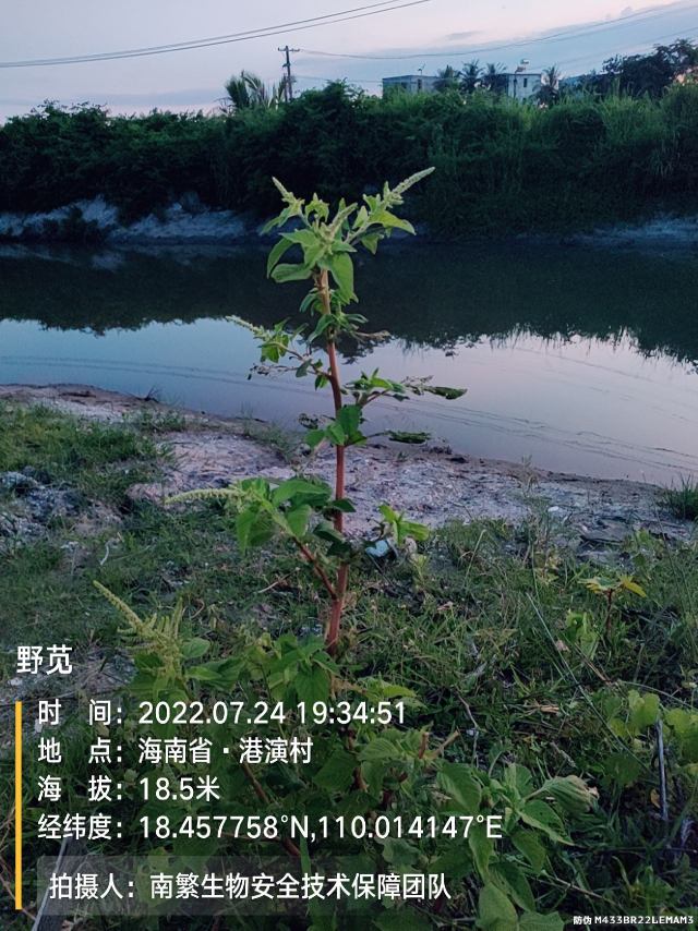 野苋