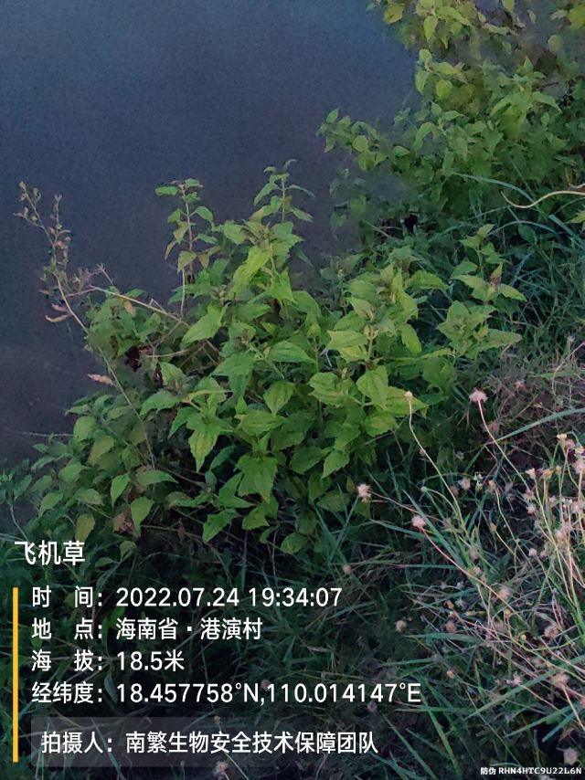飞机草